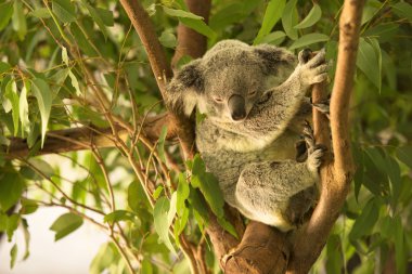 Koala by itself eating. 